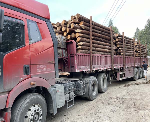 杉木樁能否進(jìn)行二次加工以滿足特定需求？