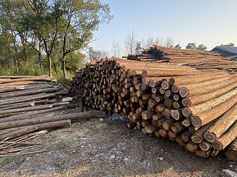 松木樁如何選擇適合工程需求的直徑和長度？