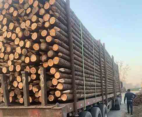 駁岸木樁如何根據(jù)土壤條件調(diào)整打入深度？