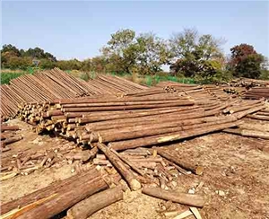 觀景木樁的采購(gòu)價(jià)格受哪些因素影響？