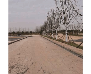 觀景木樁維護時需要注意什么安全問題？